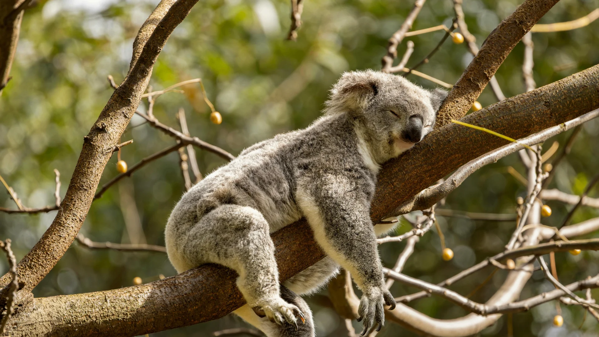 Sleep recovery and optimisation - Professional telehealth consultation for healthy sleep patterns